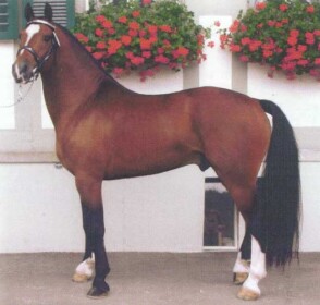 Hallali