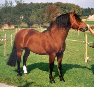Clinquant